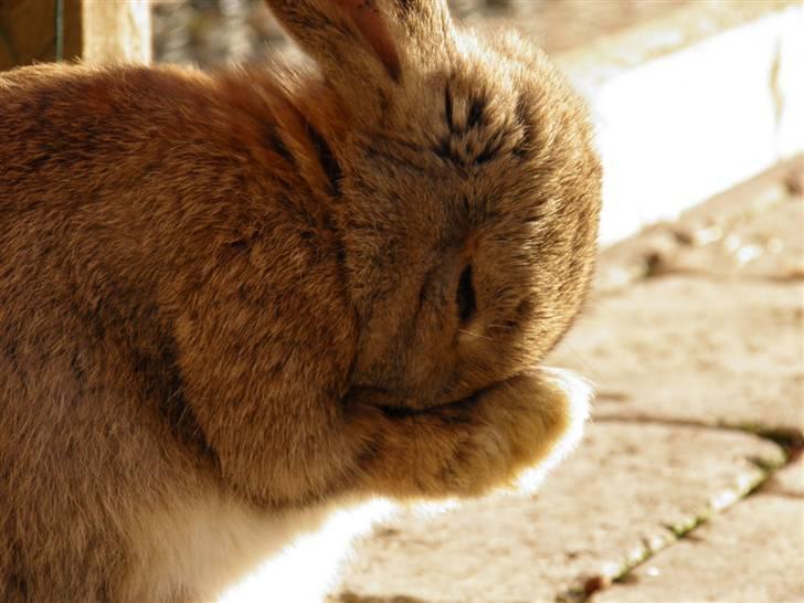 Kanin Dimsen billede 1