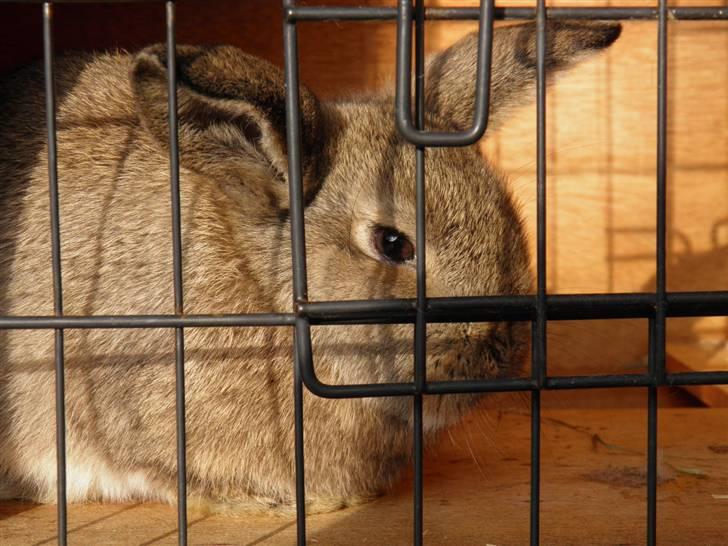 Kanin Dimsen billede 2