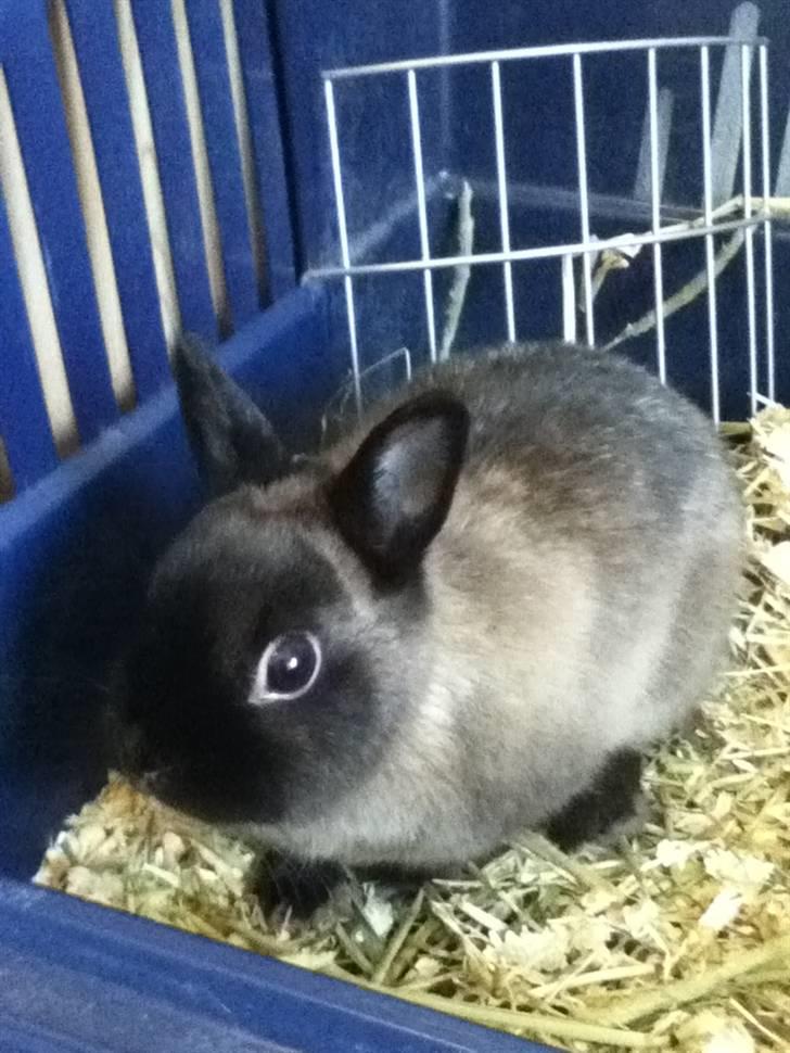 Kanin Mercedes "hermelin" billede 1