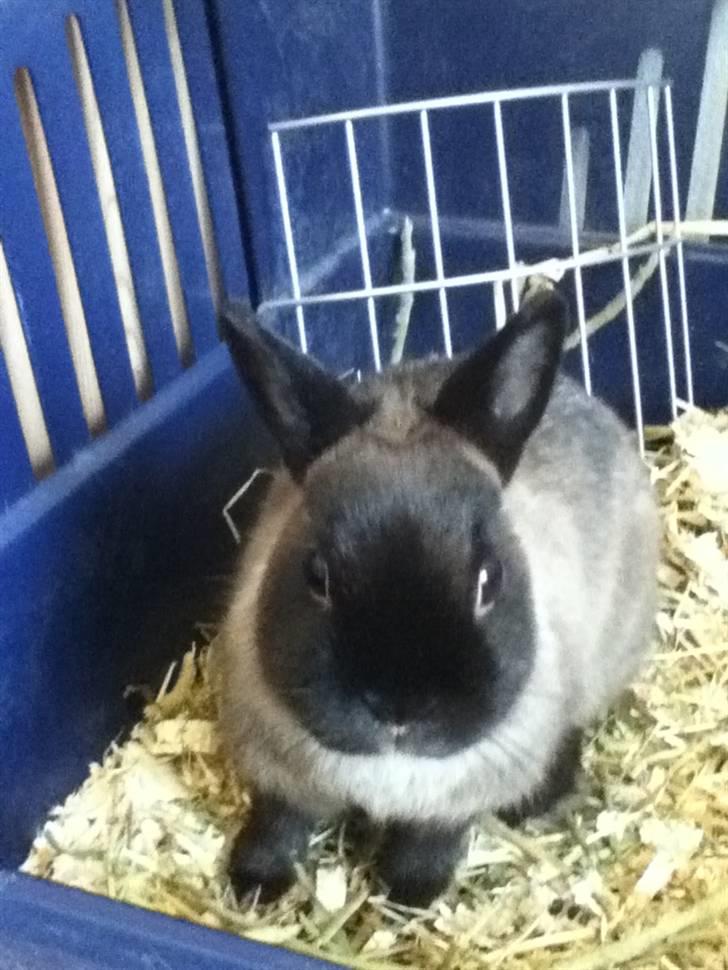 Kanin Mercedes "hermelin" billede 2