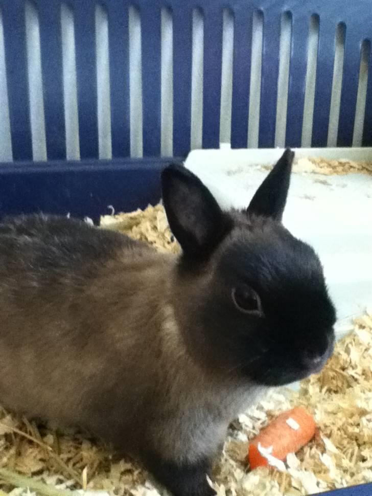 Kanin Mercedes "hermelin" billede 3