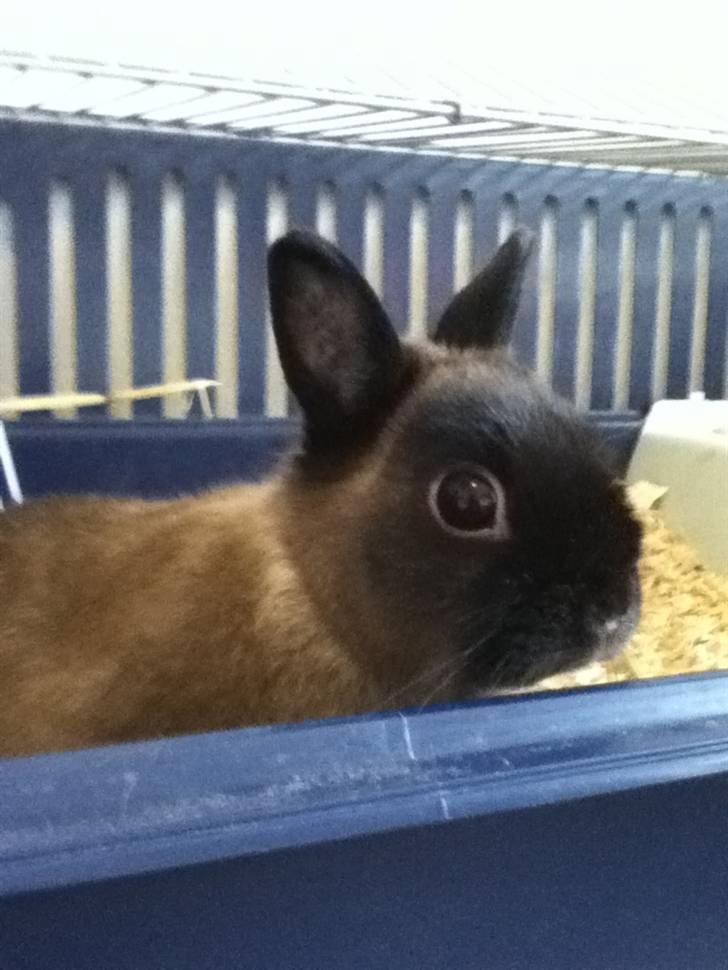 Kanin Mercedes "hermelin" billede 4