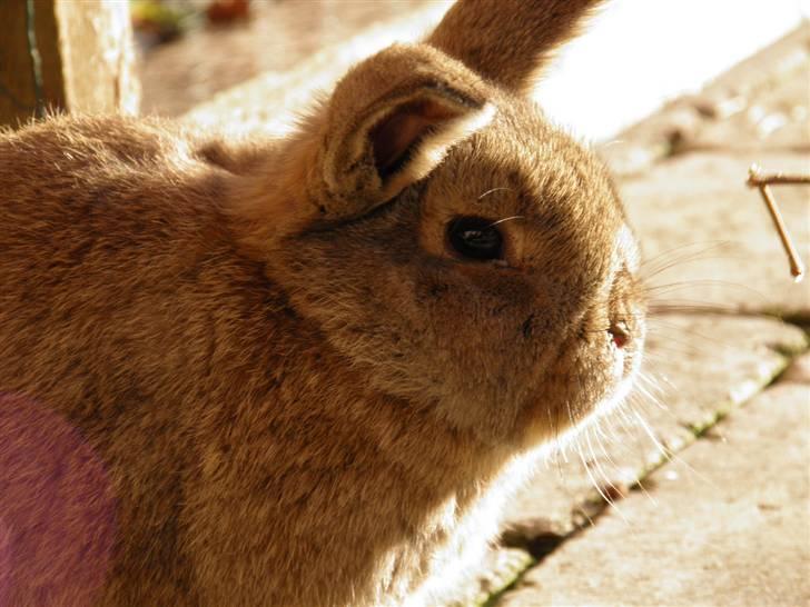 Kanin Dimsen billede 3