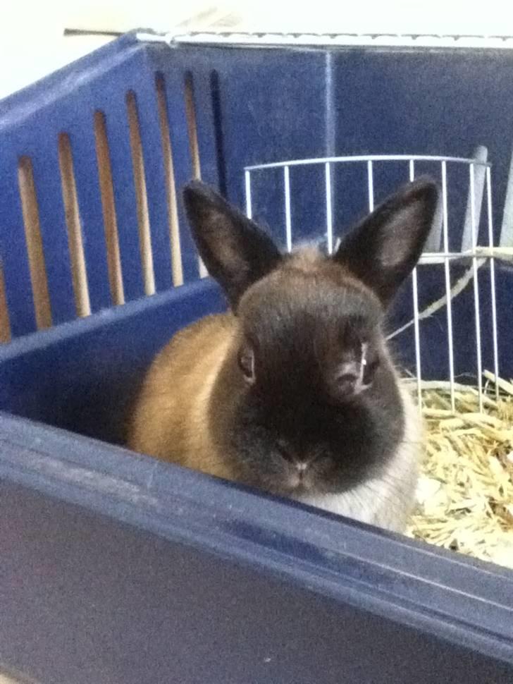 Kanin Mercedes "hermelin" billede 5