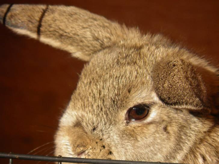 Kanin Dimsen billede 4