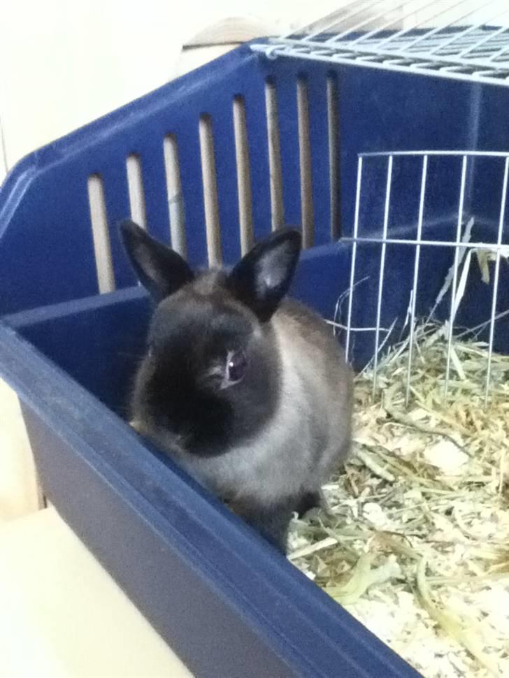 Kanin Mercedes "hermelin" billede 6