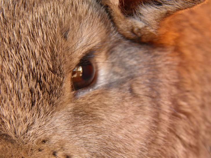 Kanin Dimsen billede 5