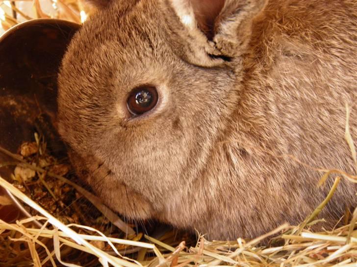 Kanin Dimsen billede 6