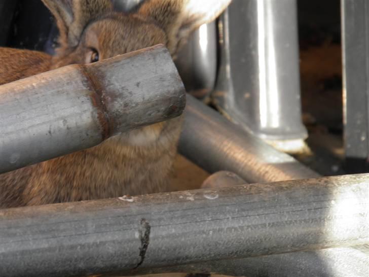 Kanin Dimsen billede 7