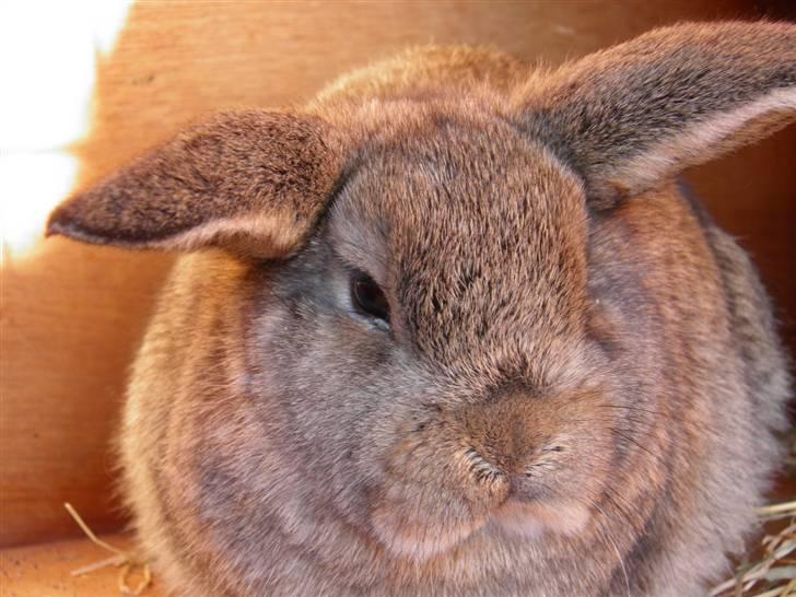 Kanin Dimsen billede 8