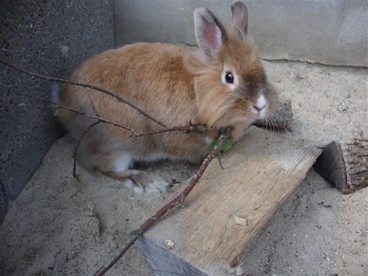 Kanin Lego billede 7