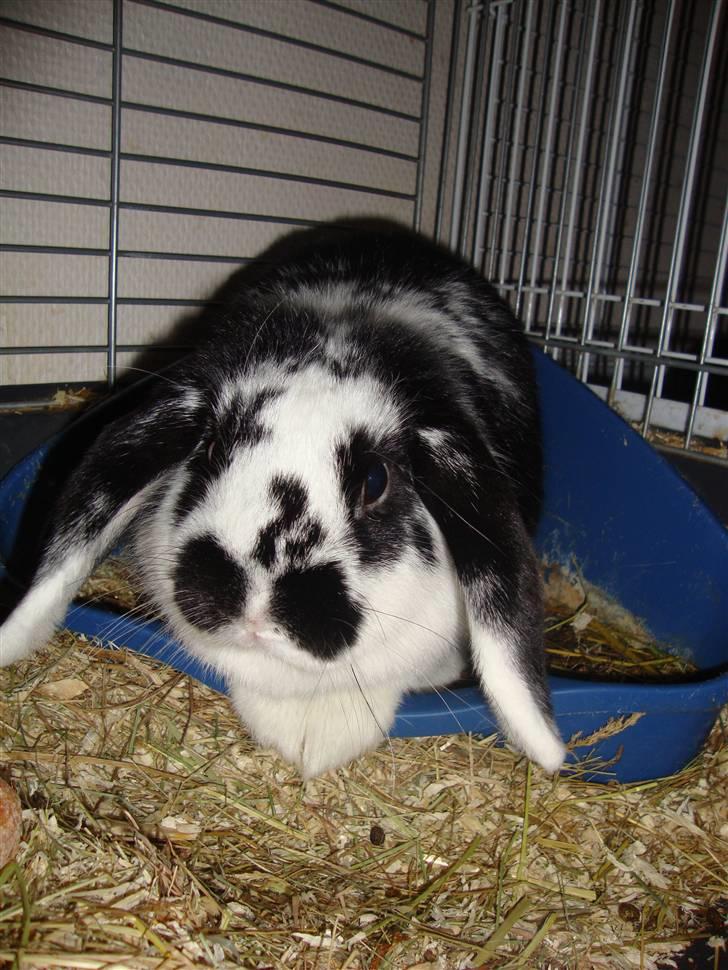 Kanin Domino billede 6