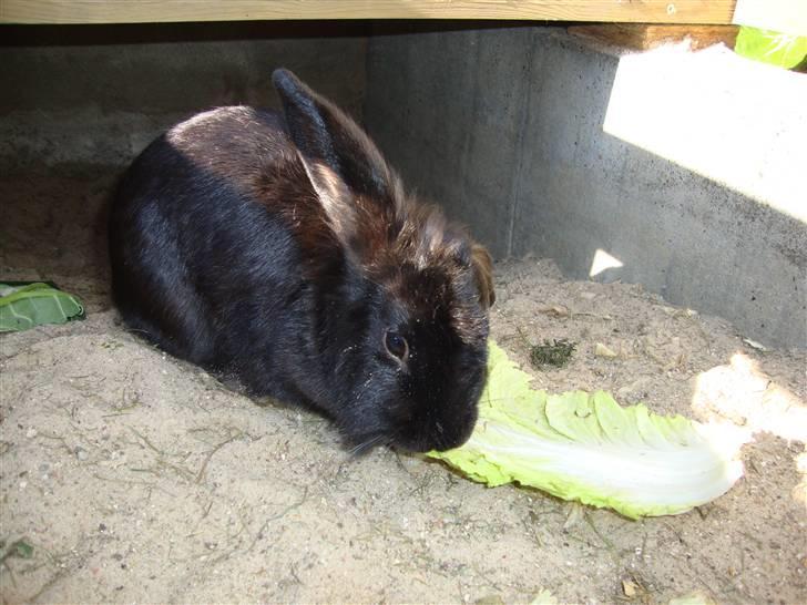 Kanin Mille billede 6