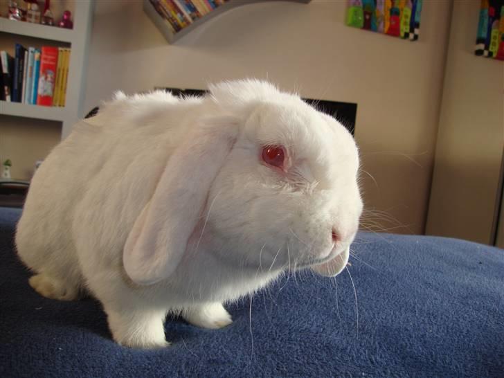 Kanin Snebold billede 1