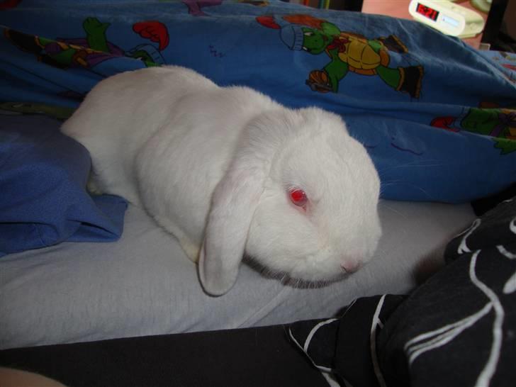 Kanin Snebold billede 2