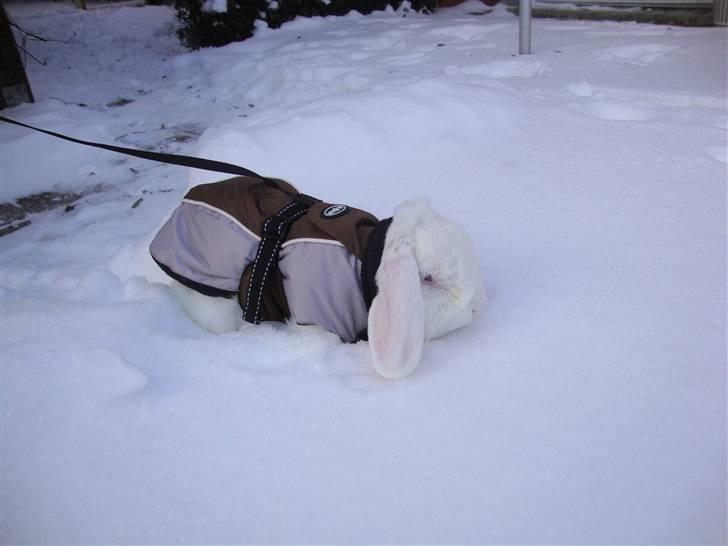 Kanin Snebold billede 3