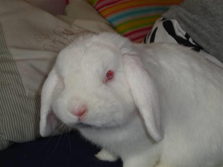 Kanin Snebold billede 4