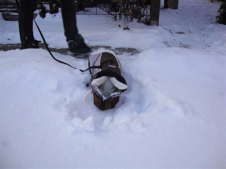 Kanin Snebold billede 5