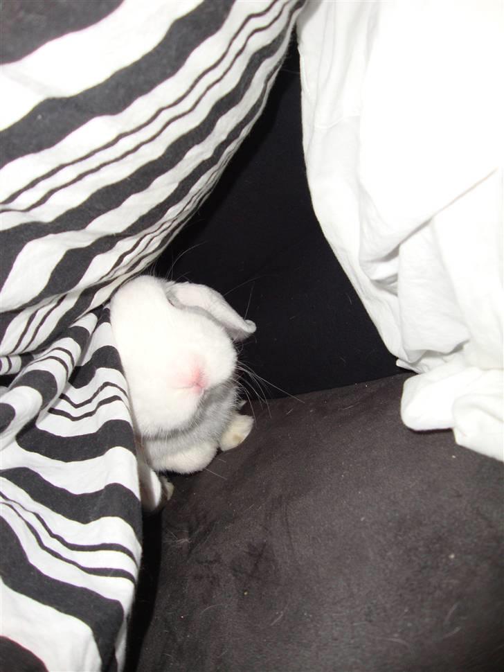 Kanin Snebold billede 6