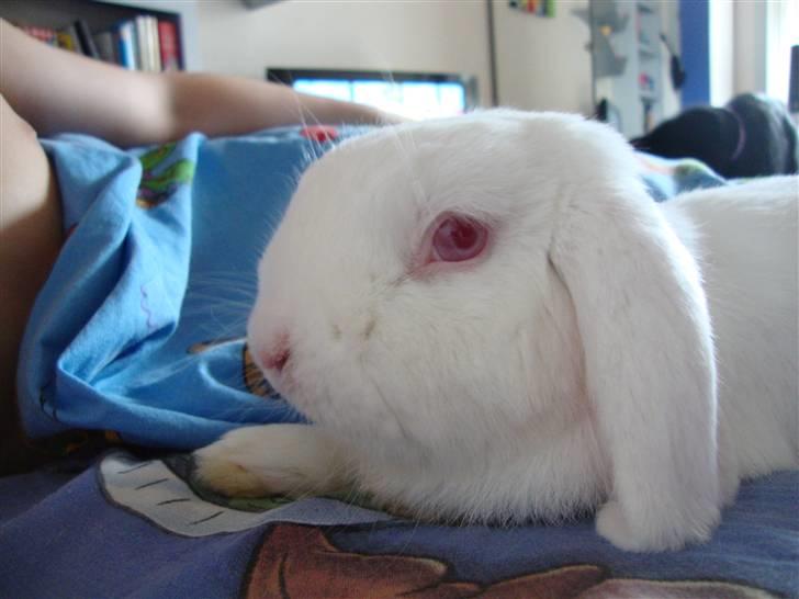 Kanin Snebold billede 7