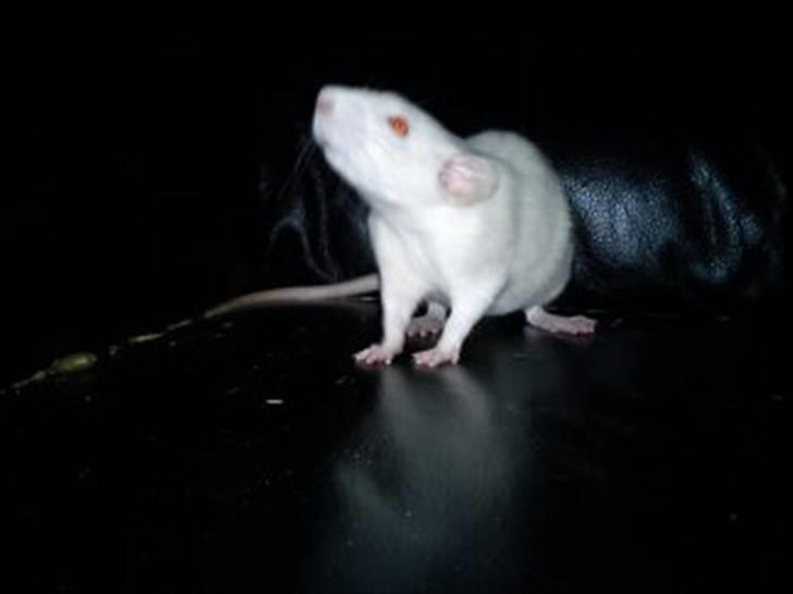 Tamrotte Gizmo billede 1