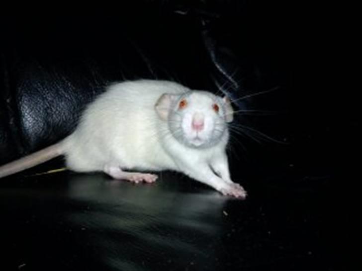 Tamrotte Gizmo billede 2