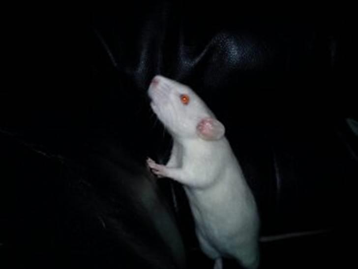 Tamrotte Gizmo billede 3