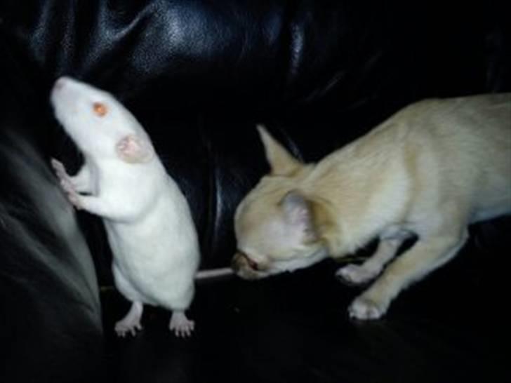 Tamrotte Gizmo billede 4