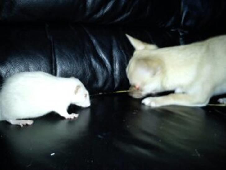 Tamrotte Gizmo billede 5