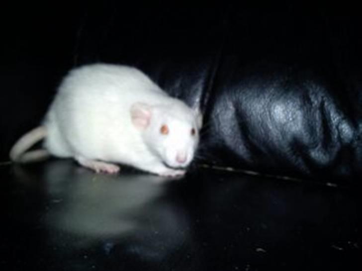 Tamrotte Gizmo billede 6