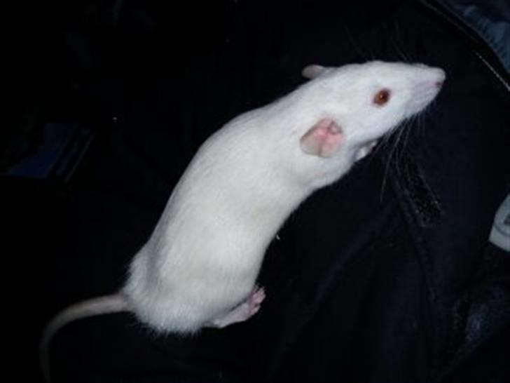 Tamrotte Gizmo billede 7