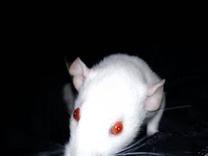 Tamrotte Gizmo billede 8