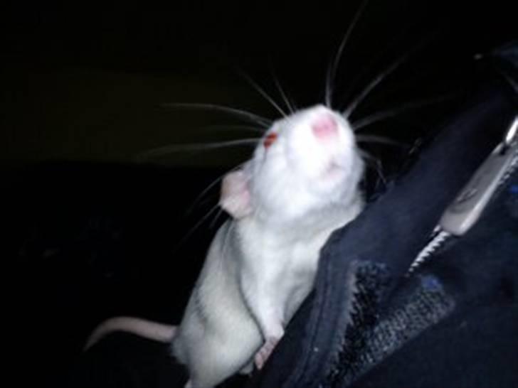 Tamrotte Gizmo billede 9