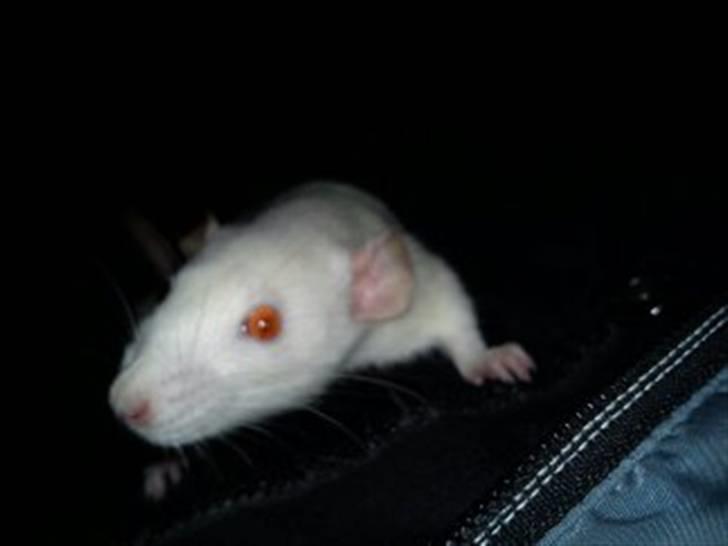 Tamrotte Gizmo billede 10