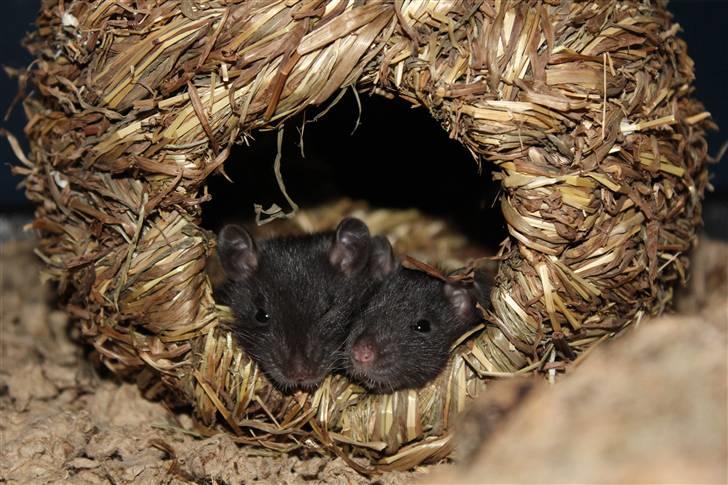 Tamrotte Artesia's Tifa - #6: Tifa og Vanille hygger billede 6