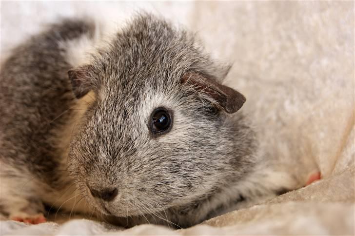 Marsvin Bob billede 3