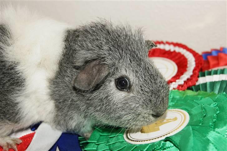 Marsvin Bob billede 7