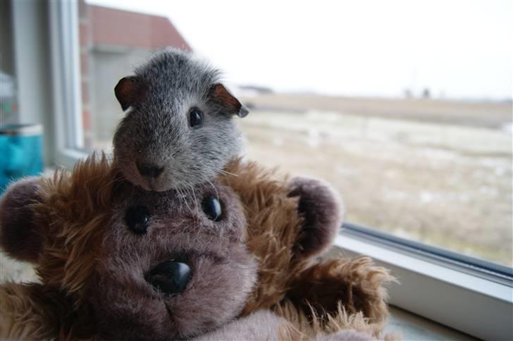 Marsvin Bob billede 10