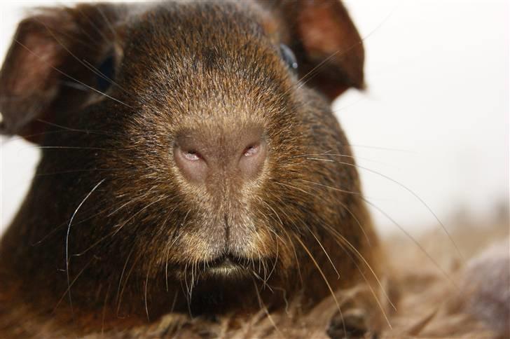 Marsvin Icopal billede 1