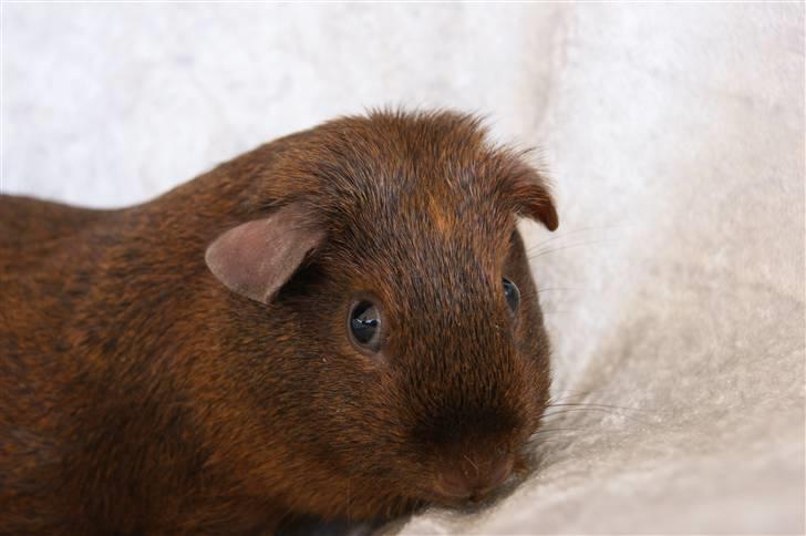 Marsvin Icopal billede 2