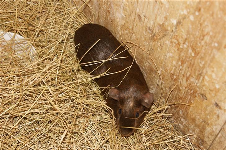 Marsvin Icopal billede 3