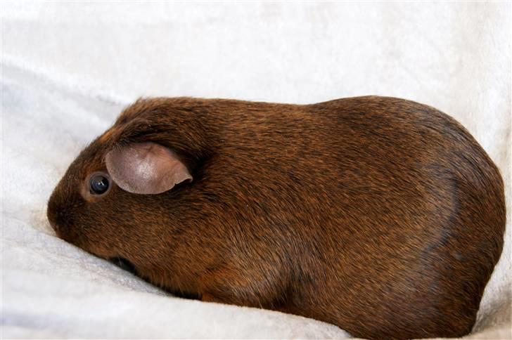 Marsvin Icopal billede 4