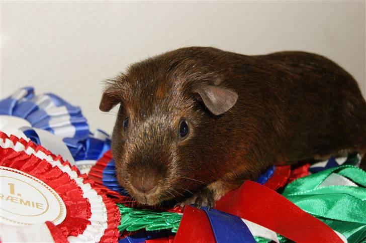 Marsvin Icopal billede 5