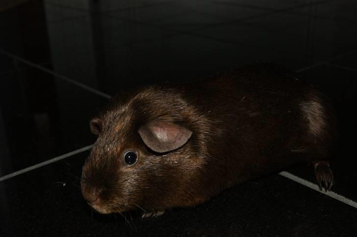 Marsvin Icopal billede 6