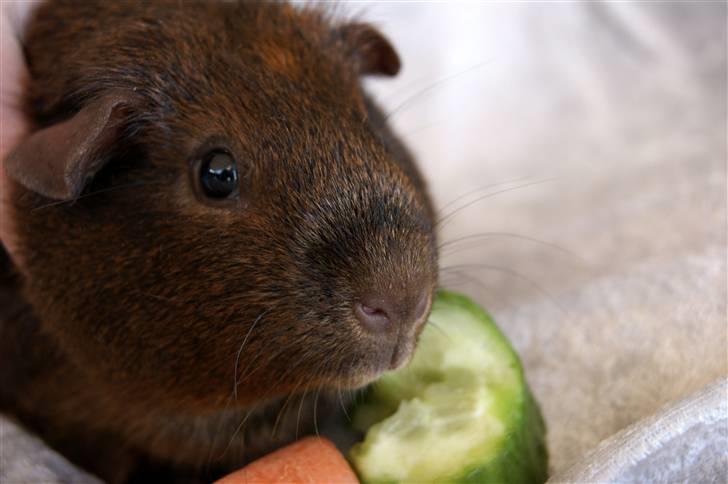 Marsvin Icopal billede 7