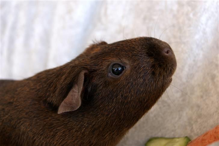 Marsvin Icopal billede 8