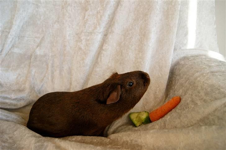 Marsvin Icopal billede 9