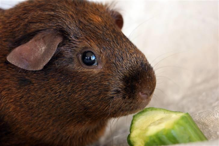 Marsvin Icopal billede 10