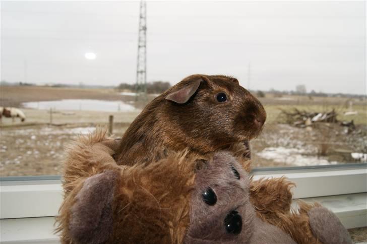 Marsvin Icopal billede 11