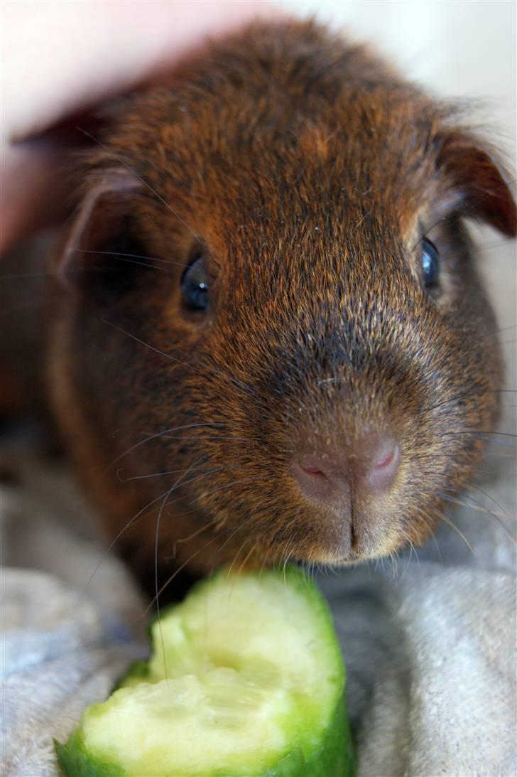 Marsvin Icopal billede 12